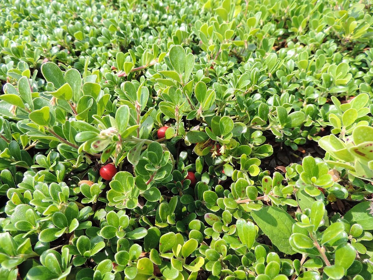Мечо грозде (Arctostaphylos uva-ursi) — характерни ботанически белези
