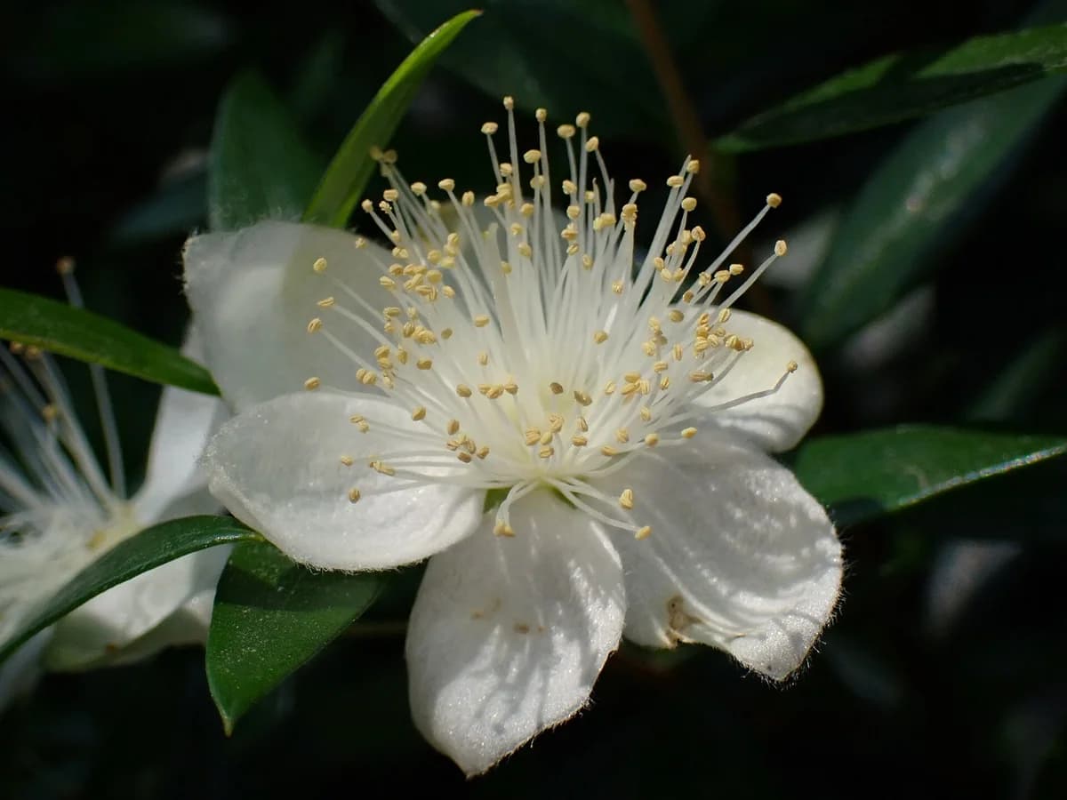 Мирта (Myrtus communis) — характерни ботанически белези