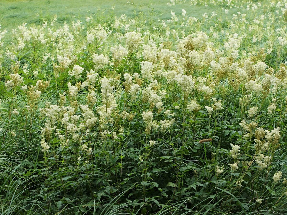 Невестин венец (Filipendula ulmaria) — характерни ботанически белези