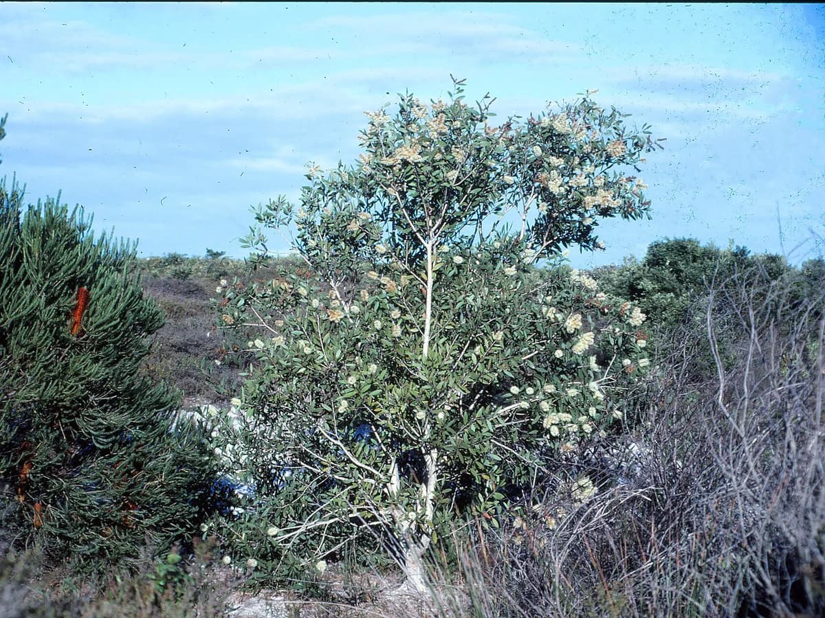 Ниаули (Melaleuca quinquenervia) — реална ботаническа фотография