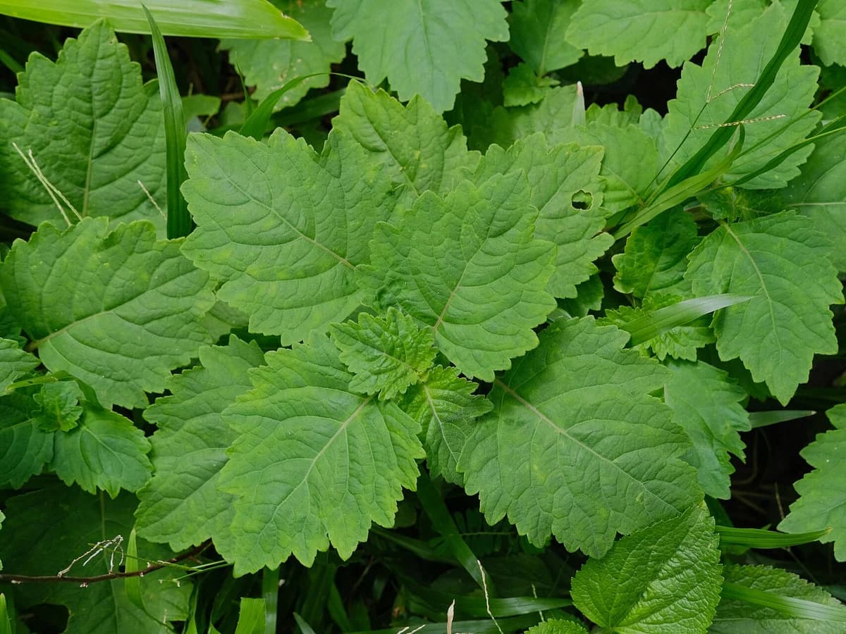 Пачули (Pogostemon cablin) — реална ботаническа фотография