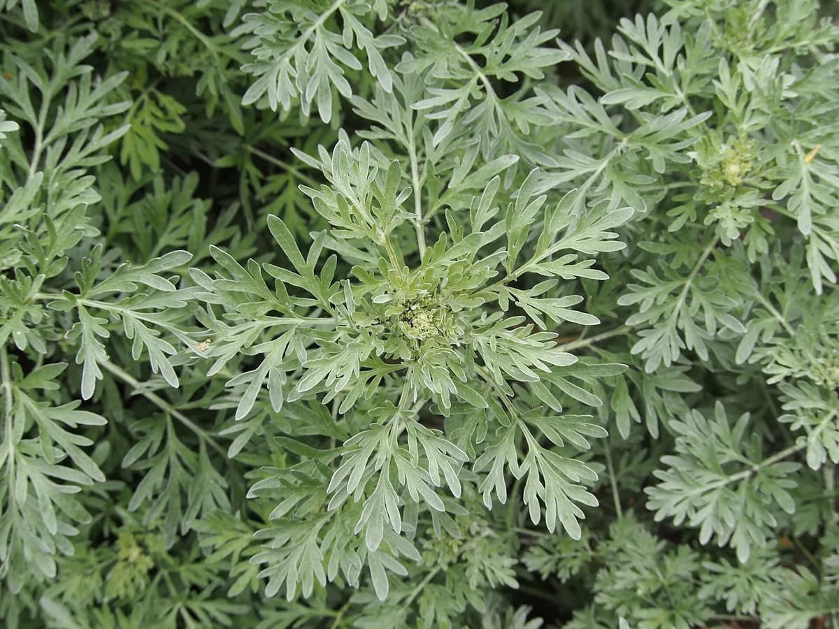 Пелин (Artemisia absinthium) — характерни ботанически белези