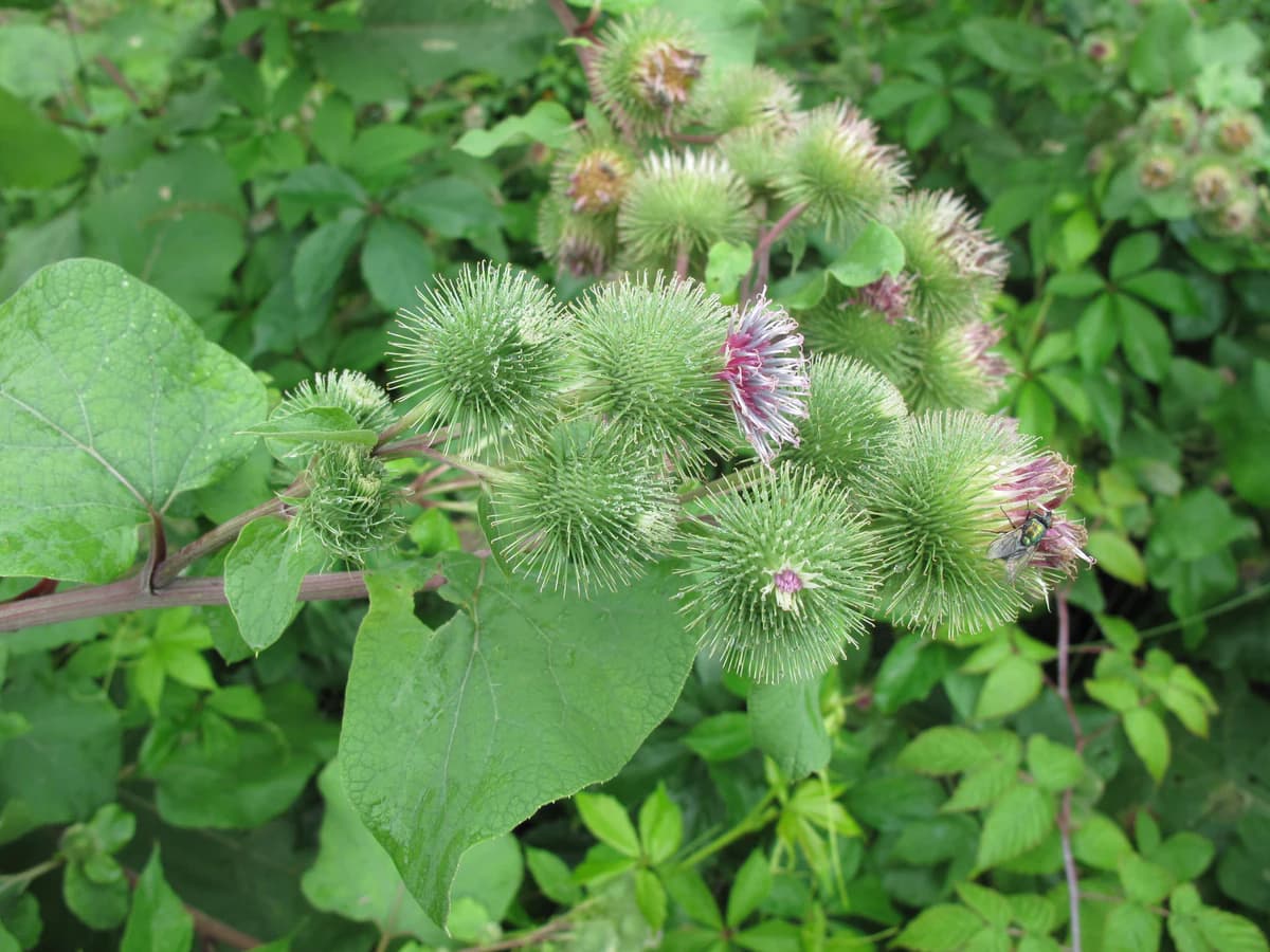 Репей (Arctium lappa) — характерни ботанически белези