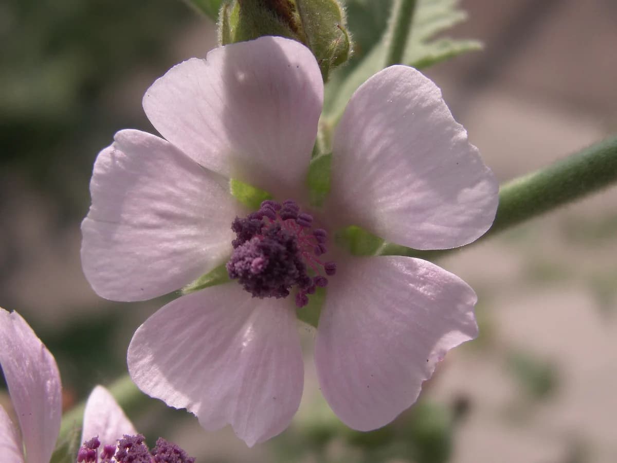 Ружа (Althaea officinalis) — реална ботаническа фотография