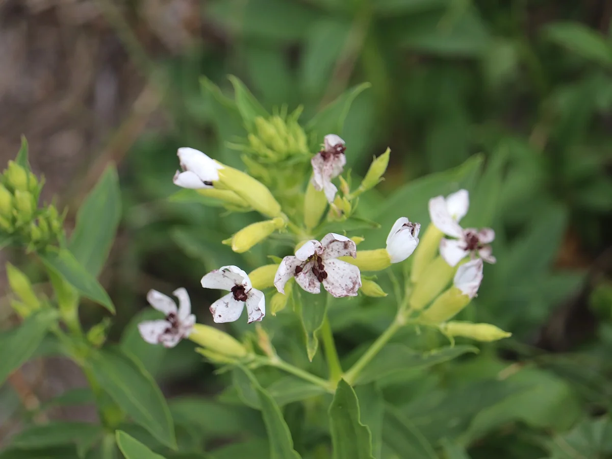 Сапунче (Saponaria officinalis) — характерни ботанически белези