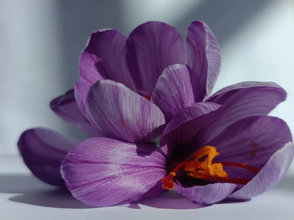 Шафран (Crocus sativus) — реална ботаническа фотография