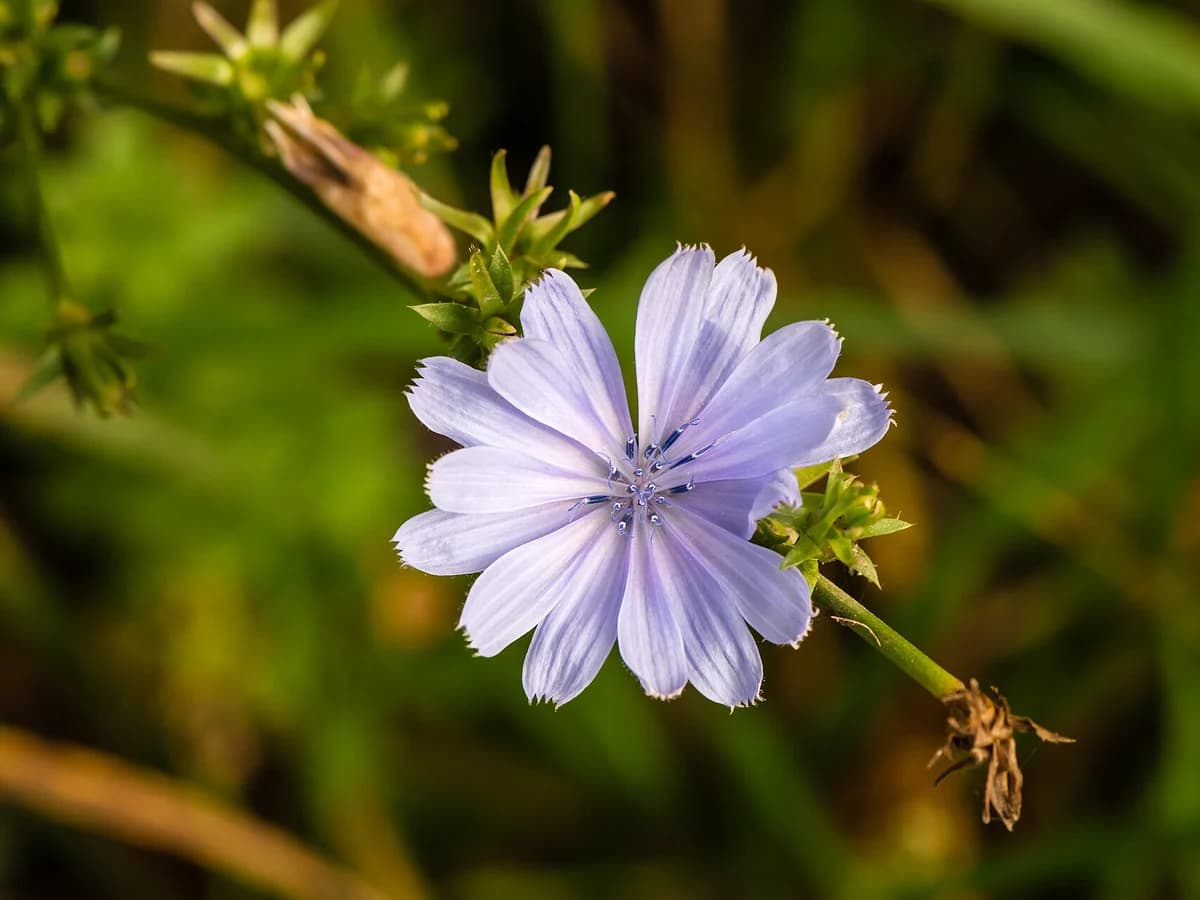 Синя жлъчка (Cichorium intybus) — реална ботаническа фотография