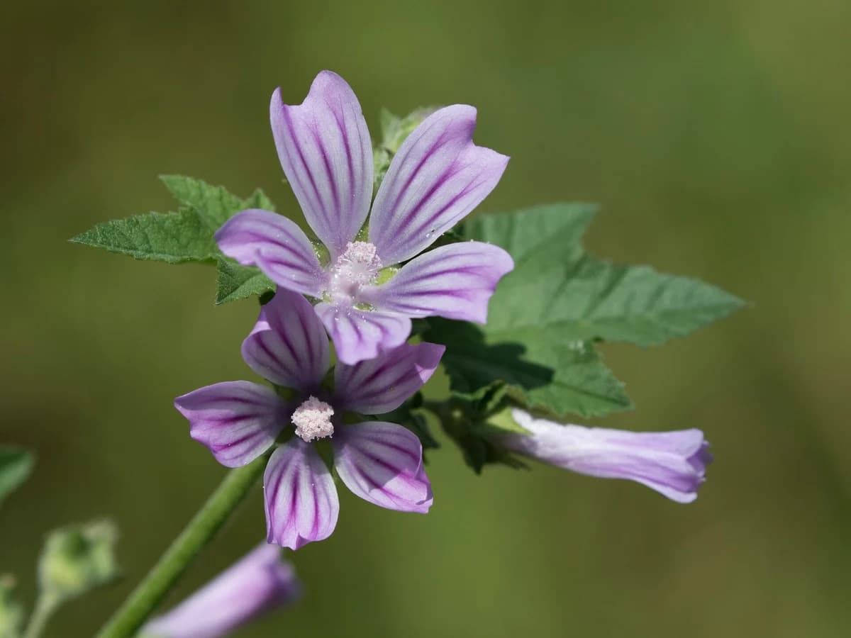 Слез (Malva sylvestris) — реална ботаническа фотография