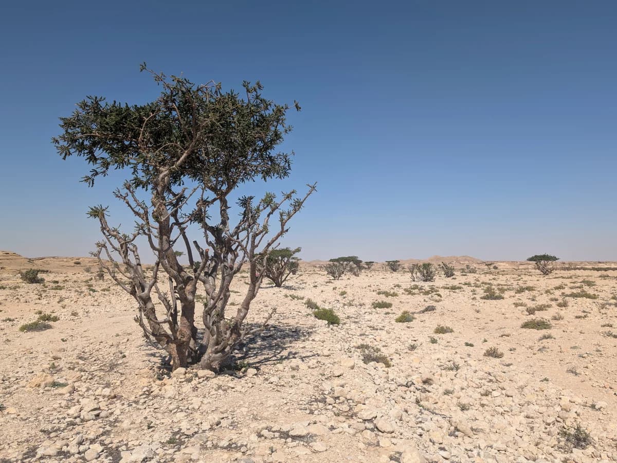 Тамян (Boswellia sacra) — реална ботаническа фотография