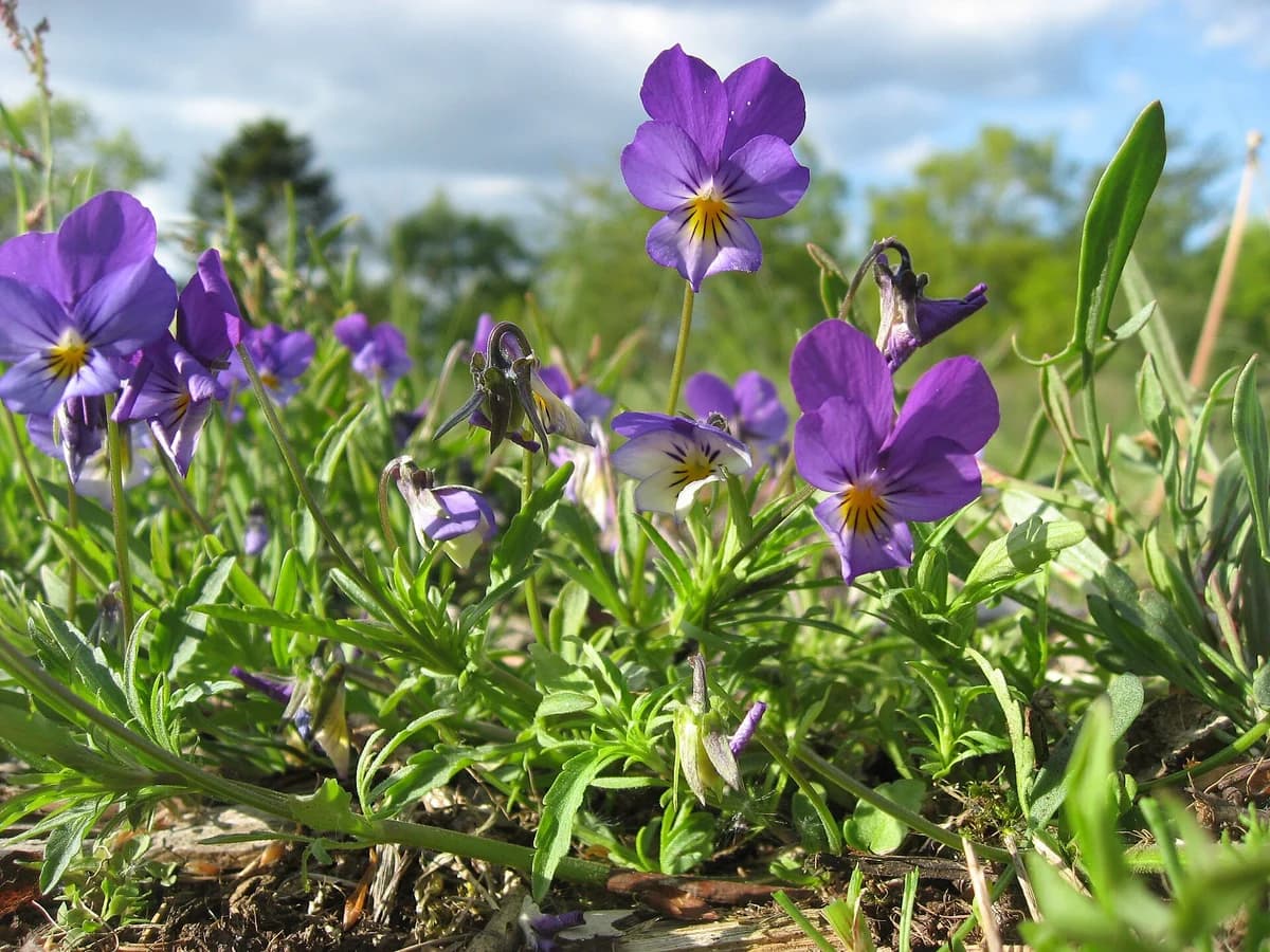Трицветна теменуга (Viola tricolor) — реална ботаническа фотография