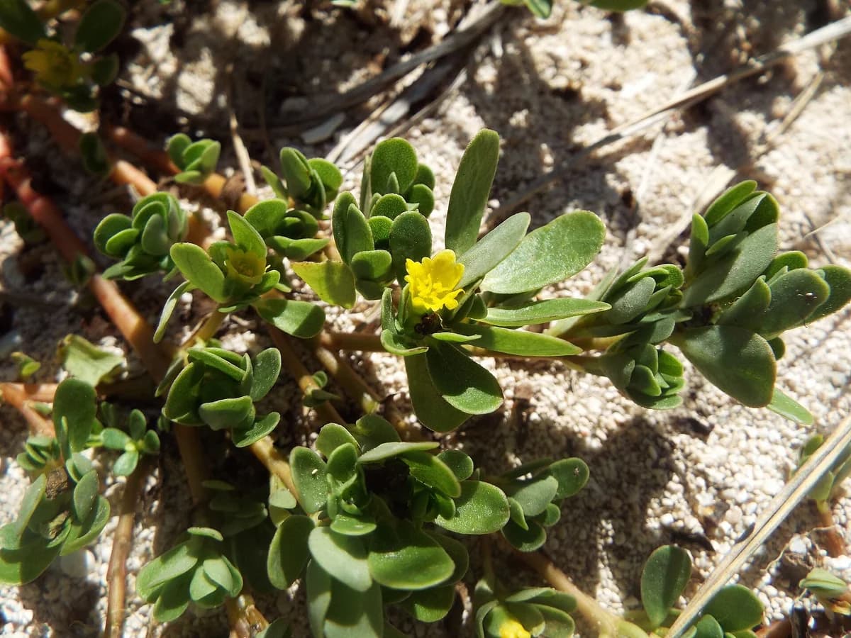 Тученица (Portulaca oleracea) — характерни ботанически белези
