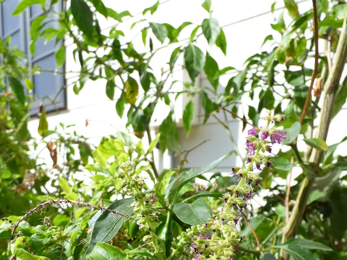 Тулси (Ocimum tenuiflorum) — реална ботаническа фотография