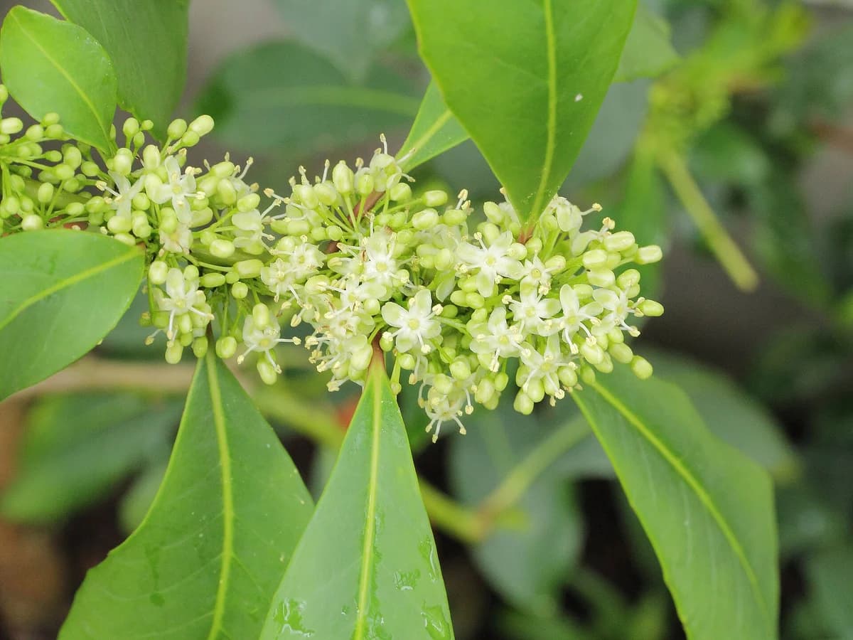 Йерба мате (Ilex paraguariensis) — реална ботаническа фотография