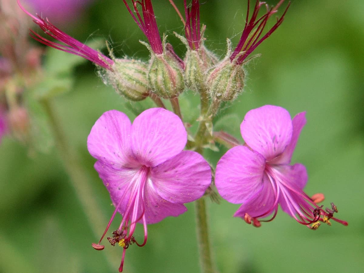 Здравец (Geranium macrorrhizum) — реална ботаническа фотография
