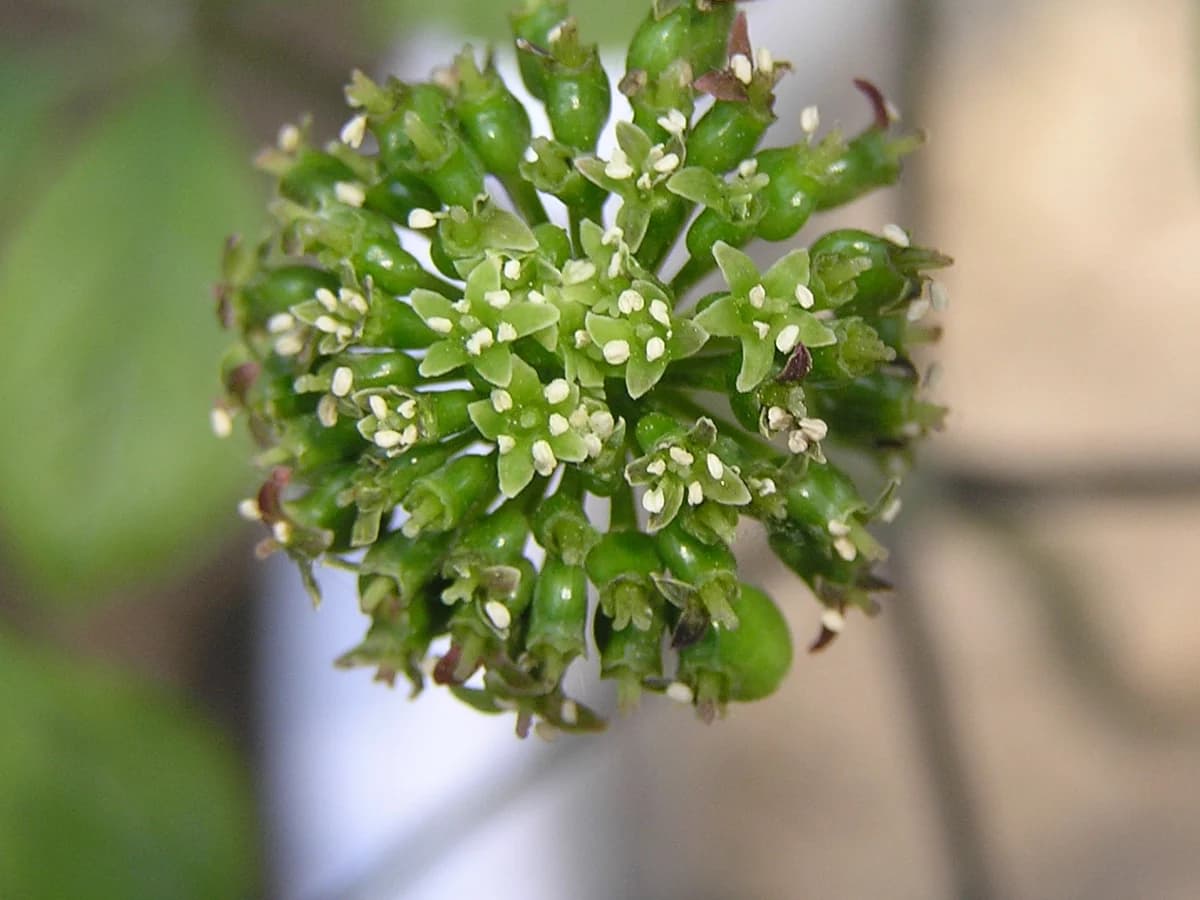 Женшен (Panax ginseng) — реална ботаническа фотография