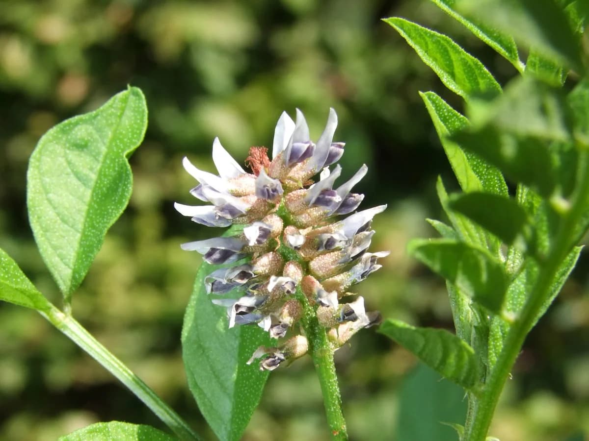 Женско биле (Glycyrrhiza glabra) — характерни ботанически белези