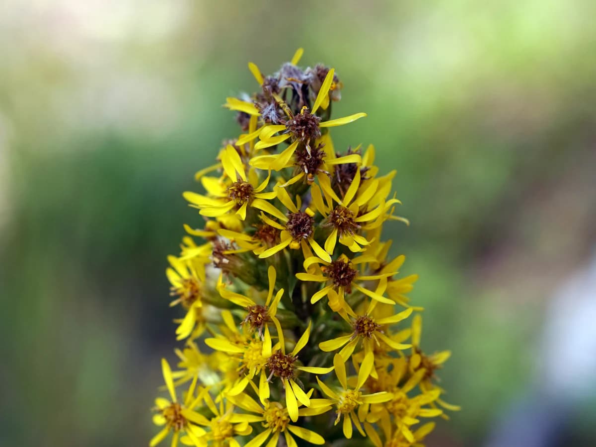 Златна пръчица (Solidago virgaurea) — характерни ботанически белези