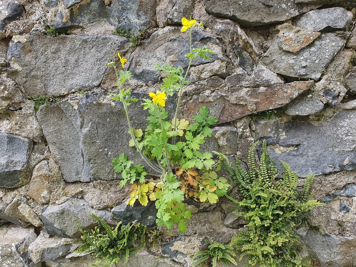 Змийско мляко (Chelidonium majus) — характерни ботанически белези